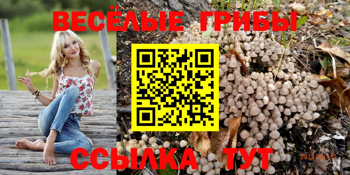 Сухой Лог  Псилоцибиновые грибы Psilocybe  Вход с VPN 